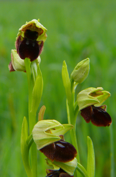 Ophrys incappucciata